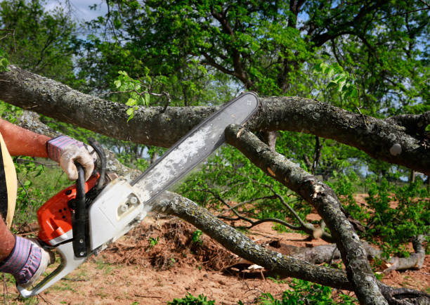 Why Choose Our Tree Removal Services in West Clarkston Highland, WA?